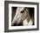 Old Friend-Stephen Arens-Framed Photographic Print