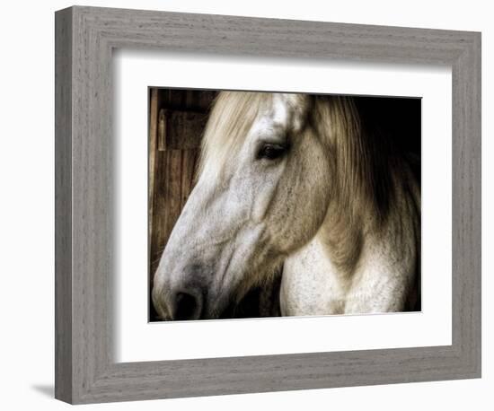 Old Friend-Stephen Arens-Framed Photographic Print