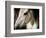 Old Friend-Stephen Arens-Framed Photographic Print