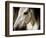 Old Friend-Stephen Arens-Framed Photographic Print