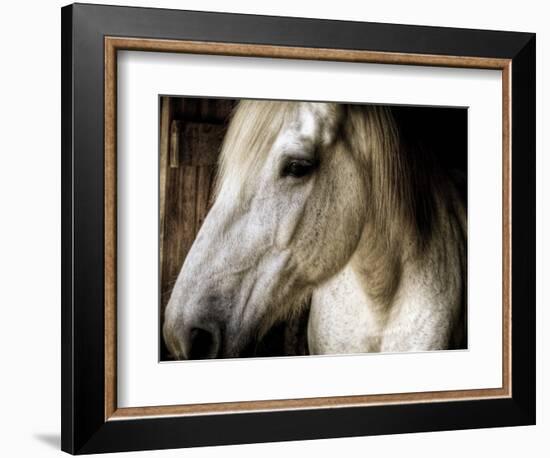 Old Friend-Stephen Arens-Framed Photographic Print