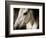 Old Friend-Stephen Arens-Framed Photographic Print