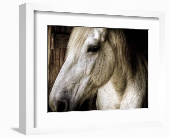 Old Friend-Stephen Arens-Framed Photographic Print