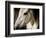 Old Friend-Stephen Arens-Framed Photographic Print