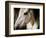 Old Friend-Stephen Arens-Framed Photographic Print