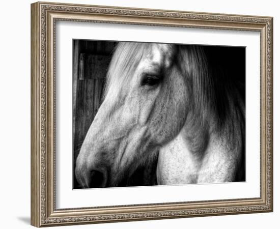 Old Friend-Stephen Arens-Framed Photographic Print