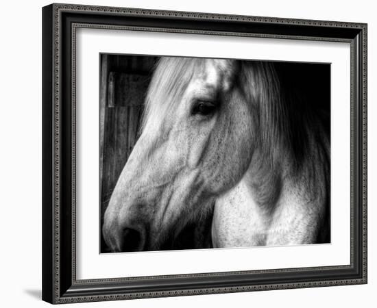 Old Friend-Stephen Arens-Framed Photographic Print