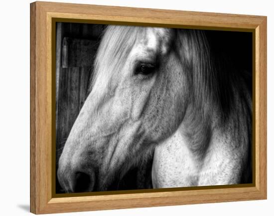 Old Friend-Stephen Arens-Framed Premier Image Canvas