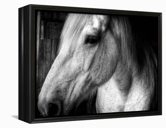 Old Friend-Stephen Arens-Framed Premier Image Canvas