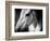 Old Friend-Stephen Arens-Framed Photographic Print