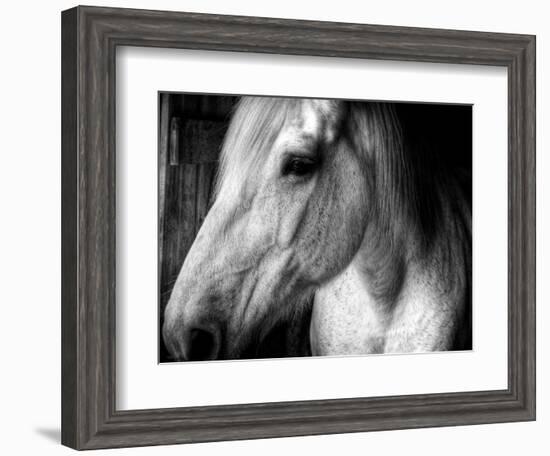 Old Friend-Stephen Arens-Framed Photographic Print