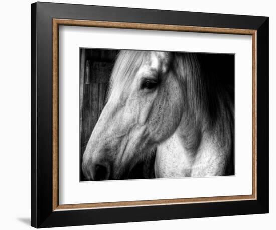 Old Friend-Stephen Arens-Framed Photographic Print