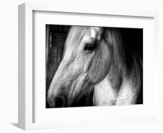 Old Friend-Stephen Arens-Framed Photographic Print