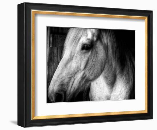 Old Friend-Stephen Arens-Framed Photographic Print