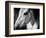 Old Friend-Stephen Arens-Framed Photographic Print