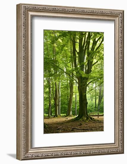 Old Gigantic Beeches in a Former Wood Pasture (Pastoral Forest), Sababurg, Hesse-Andreas Vitting-Framed Photographic Print