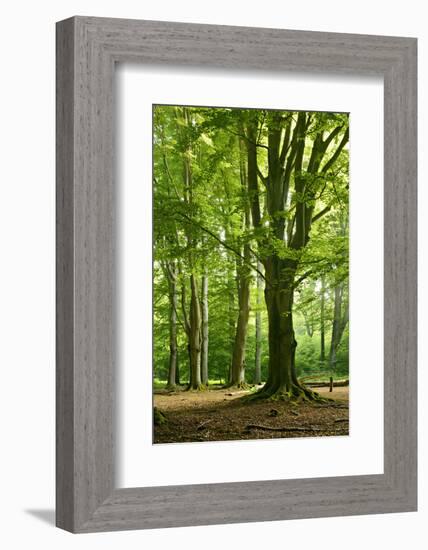 Old Gigantic Beeches in a Former Wood Pasture (Pastoral Forest), Sababurg, Hesse-Andreas Vitting-Framed Photographic Print