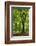 Old Gigantic Beeches in a Former Wood Pasture (Pastoral Forest), Sababurg, Hesse-Andreas Vitting-Framed Photographic Print