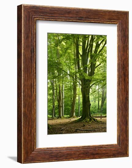 Old Gigantic Beeches in a Former Wood Pasture (Pastoral Forest), Sababurg, Hesse-Andreas Vitting-Framed Photographic Print