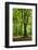 Old Gigantic Beeches in a Former Wood Pasture (Pastoral Forest), Sababurg, Hesse-Andreas Vitting-Framed Photographic Print