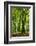 Old Gigantic Beeches in a Former Wood Pasture (Pastoral Forest), Sababurg, Hesse-Andreas Vitting-Framed Photographic Print