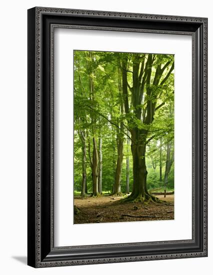 Old Gigantic Beeches in a Former Wood Pasture (Pastoral Forest), Sababurg, Hesse-Andreas Vitting-Framed Photographic Print