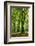 Old Gigantic Beeches in a Former Wood Pasture (Pastoral Forest), Sababurg, Hesse-Andreas Vitting-Framed Photographic Print