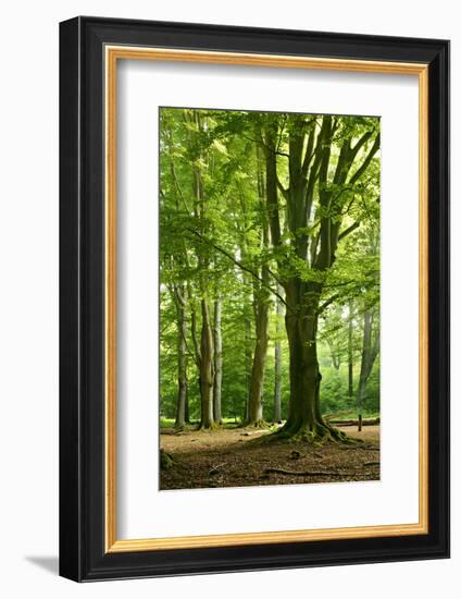 Old Gigantic Beeches in a Former Wood Pasture (Pastoral Forest), Sababurg, Hesse-Andreas Vitting-Framed Photographic Print