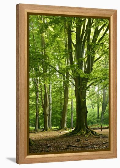 Old Gigantic Beeches in a Former Wood Pasture (Pastoral Forest), Sababurg, Hesse-Andreas Vitting-Framed Premier Image Canvas