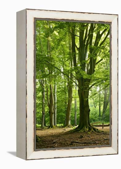 Old Gigantic Beeches in a Former Wood Pasture (Pastoral Forest), Sababurg, Hesse-Andreas Vitting-Framed Premier Image Canvas