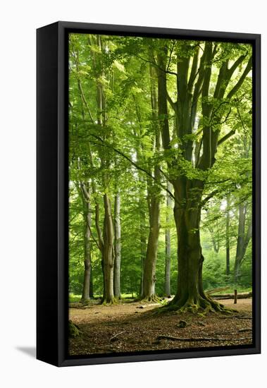 Old Gigantic Beeches in a Former Wood Pasture (Pastoral Forest), Sababurg, Hesse-Andreas Vitting-Framed Premier Image Canvas