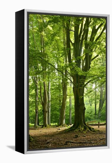 Old Gigantic Beeches in a Former Wood Pasture (Pastoral Forest), Sababurg, Hesse-Andreas Vitting-Framed Premier Image Canvas