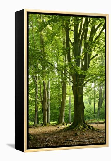 Old Gigantic Beeches in a Former Wood Pasture (Pastoral Forest), Sababurg, Hesse-Andreas Vitting-Framed Premier Image Canvas