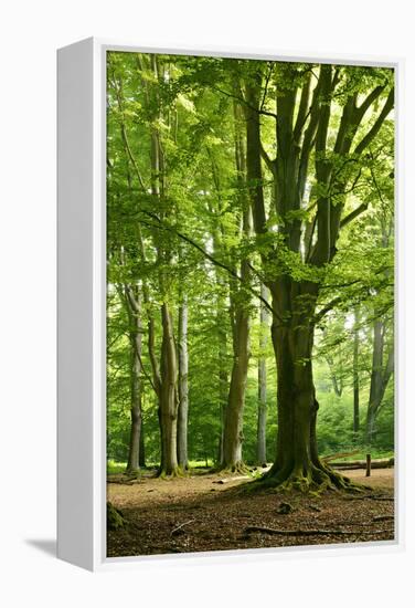 Old Gigantic Beeches in a Former Wood Pasture (Pastoral Forest), Sababurg, Hesse-Andreas Vitting-Framed Premier Image Canvas