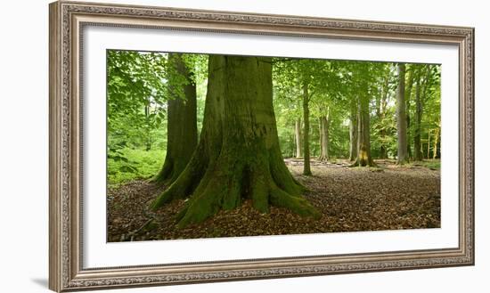 Old Gigantic Beeches in a Former Wood Pasture (Pastoral Forest), Sababurg, Hesse-Andreas Vitting-Framed Photographic Print