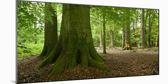 Old Gigantic Beeches in a Former Wood Pasture (Pastoral Forest), Sababurg, Hesse-Andreas Vitting-Mounted Photographic Print