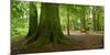 Old Gigantic Beeches in a Former Wood Pasture (Pastoral Forest), Sababurg, Hesse-Andreas Vitting-Mounted Photographic Print