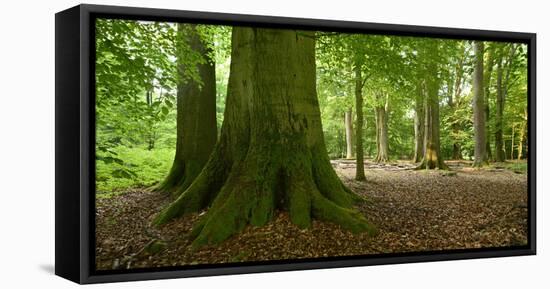 Old Gigantic Beeches in a Former Wood Pasture (Pastoral Forest), Sababurg, Hesse-Andreas Vitting-Framed Premier Image Canvas
