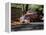 Old GMC Truck During Fall, Santa Barbara, California, USA-Savanah Stewart-Framed Premier Image Canvas