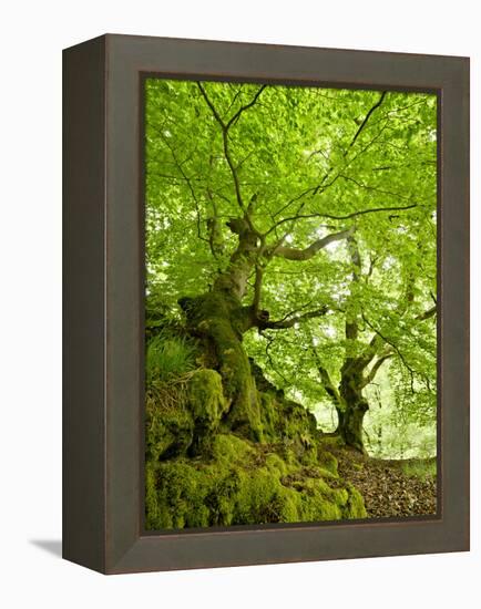 Old Grown Together Beeches on Moss Covered Rock, Kellerwald-Edersee National Park, Hesse, Germany-Andreas Vitting-Framed Premier Image Canvas