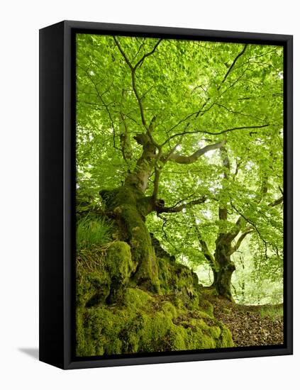 Old Grown Together Beeches on Moss Covered Rock, Kellerwald-Edersee National Park, Hesse, Germany-Andreas Vitting-Framed Premier Image Canvas