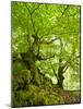 Old Grown Together Beeches on Moss Covered Rock, Kellerwald-Edersee National Park, Hesse, Germany-Andreas Vitting-Mounted Photographic Print