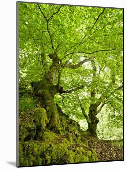 Old Grown Together Beeches on Moss Covered Rock, Kellerwald-Edersee National Park, Hesse, Germany-Andreas Vitting-Mounted Photographic Print