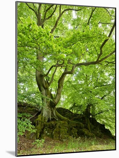 Old Grown Together Beeches on Moss Covered Rock, Kellerwald-Edersee National Park, Hesse, Germany-Andreas Vitting-Mounted Photographic Print