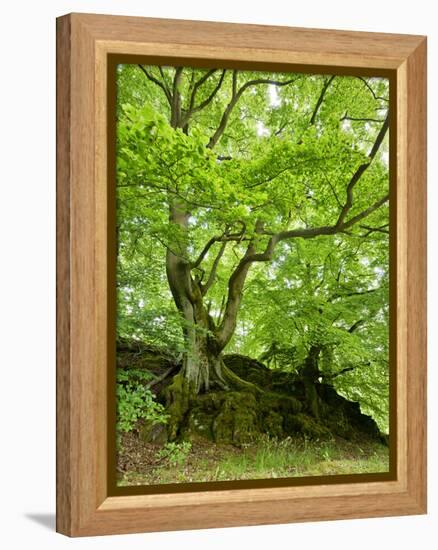 Old Grown Together Beeches on Moss Covered Rock, Kellerwald-Edersee National Park, Hesse, Germany-Andreas Vitting-Framed Premier Image Canvas