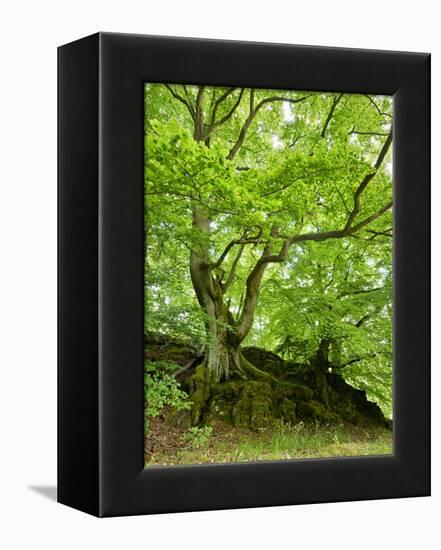 Old Grown Together Beeches on Moss Covered Rock, Kellerwald-Edersee National Park, Hesse, Germany-Andreas Vitting-Framed Premier Image Canvas