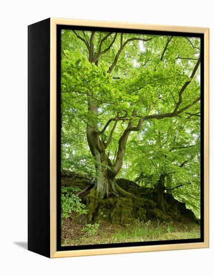 Old Grown Together Beeches on Moss Covered Rock, Kellerwald-Edersee National Park, Hesse, Germany-Andreas Vitting-Framed Premier Image Canvas
