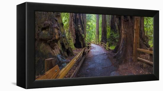 Old Growth Coast Redwood, Muir Woods National Monument, San Francisco Bay Area-Anna Miller-Framed Premier Image Canvas