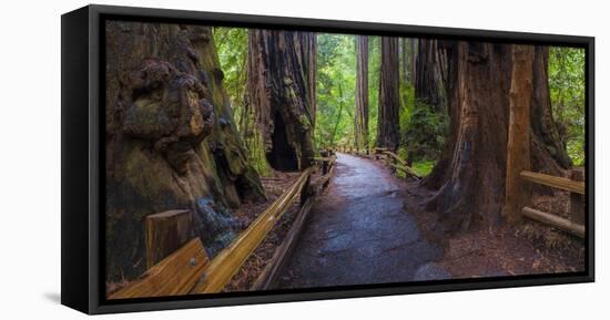 Old Growth Coast Redwood, Muir Woods National Monument, San Francisco Bay Area-Anna Miller-Framed Premier Image Canvas