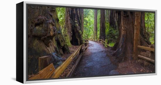 Old Growth Coast Redwood, Muir Woods National Monument, San Francisco Bay Area-Anna Miller-Framed Premier Image Canvas